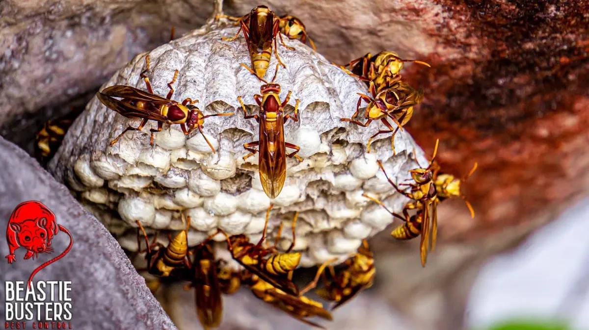 Pest & Insect Control Services | Beastie Busters